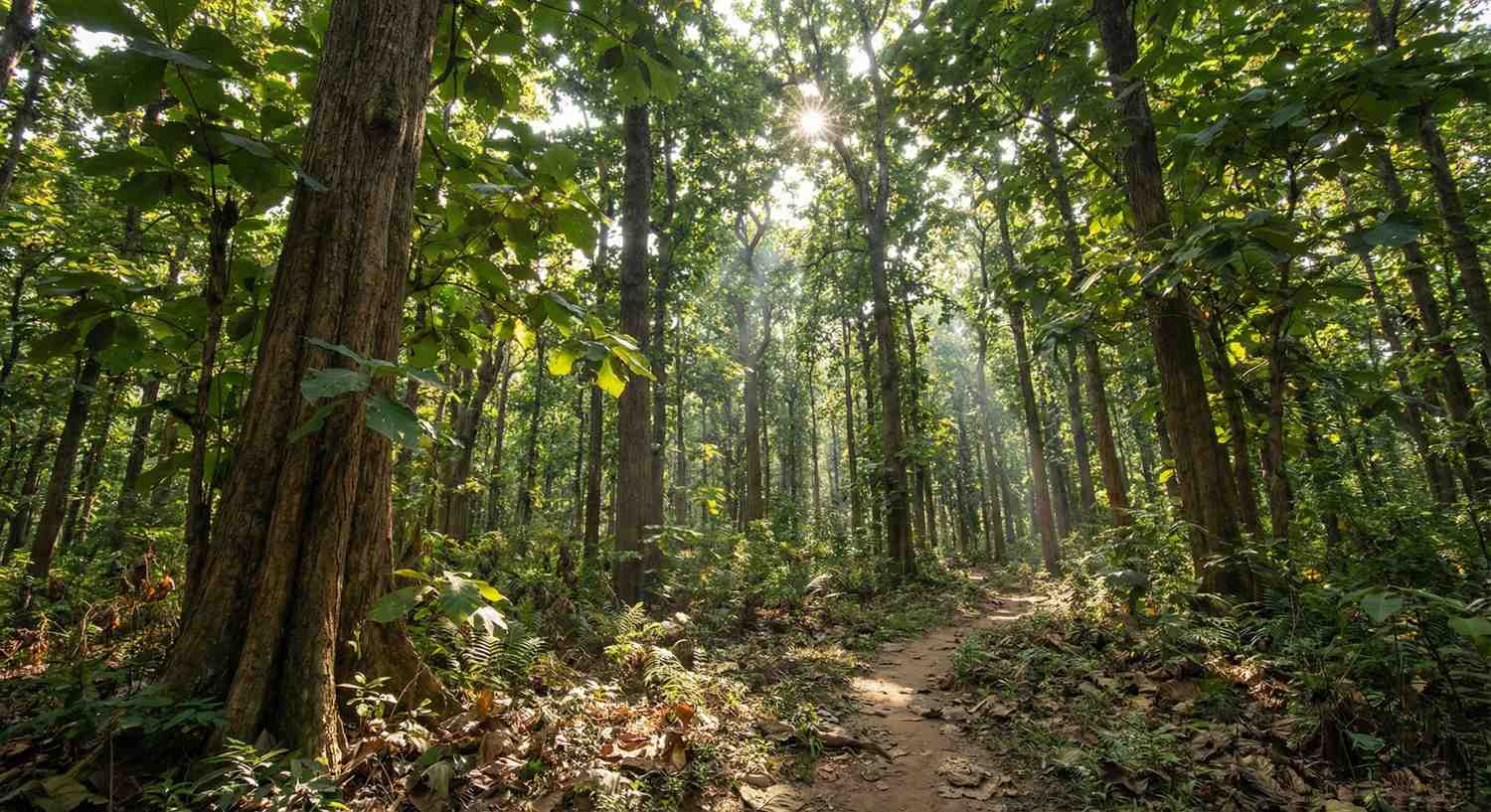 Jalan setapak tanah yang berkelok di tengah hutan pepohonan jati yang tinggi di bawah sinar matahari cerah.