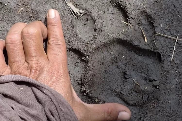 Foto jejak kaki harimau segar di tanah lumpur yang disandingkan dengan telapak tangan manusia sebagai skala ukuran.