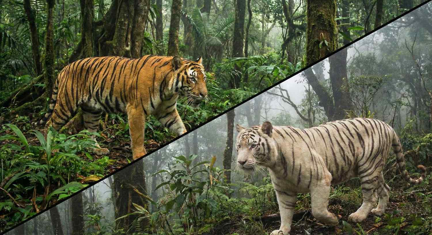 Perbandingan Harimau Kompilasi foto split-screen yang membandingkan harimau oranye dan harimau putih di hutan