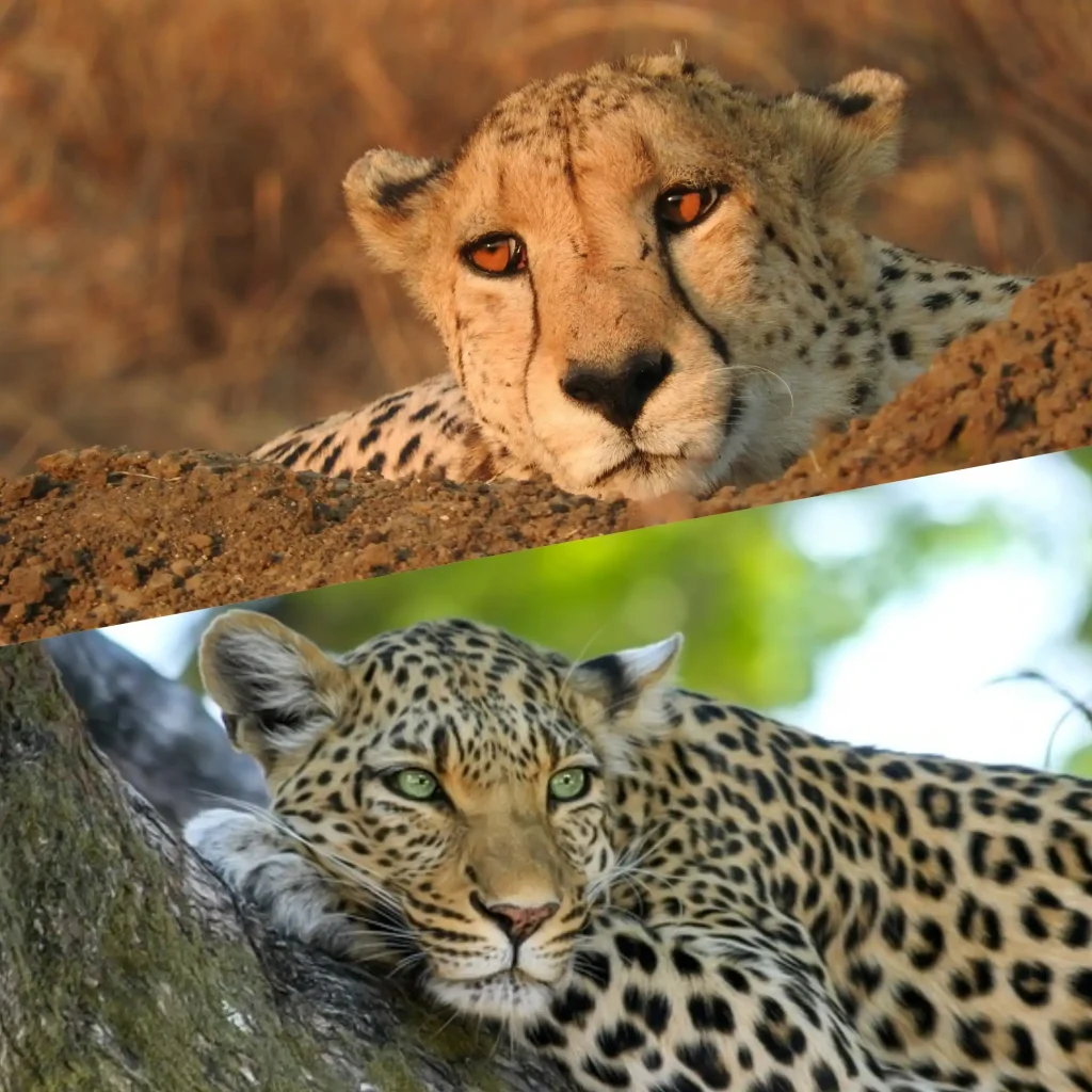 Kolase dua foto close-up wajah kucing besar. Foto atas menunjukkan wajah Cheetah dengan garis hitam "air mata" yang khas dari mata ke mulut dan mata berwarna oranye. Foto bawah menunjukkan wajah Macan Tutul dengan mata berwarna hijau cerah, tanpa garis air mata, dan memiliki pola bintik roset di kulitnya.