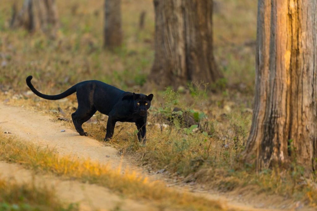 Macan kumbang berpose rendah di atas jalan tanah dengan ekor melengkung ke atas.