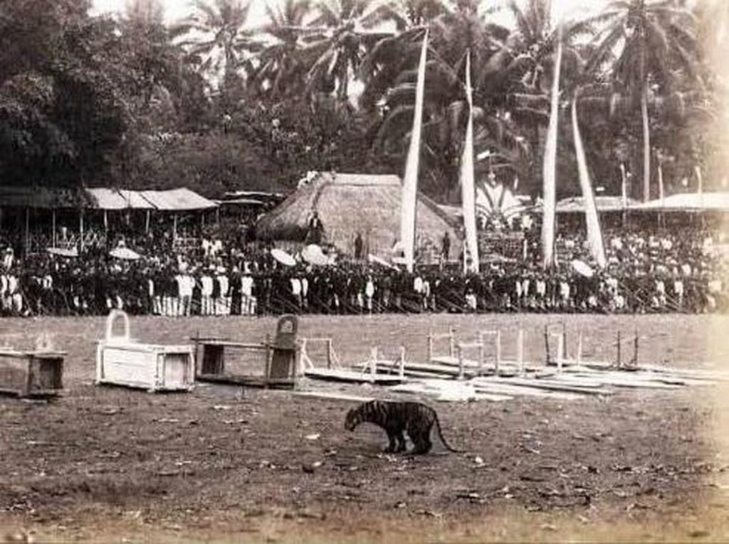 Seekor harimau dilepaskan di tengah lapangan alun-alun dalam ritual tradisional.