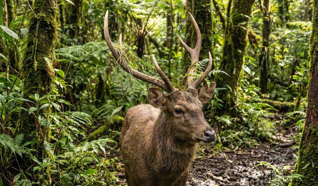 Foto close-up seekor rusa jantan di hutan hujan.