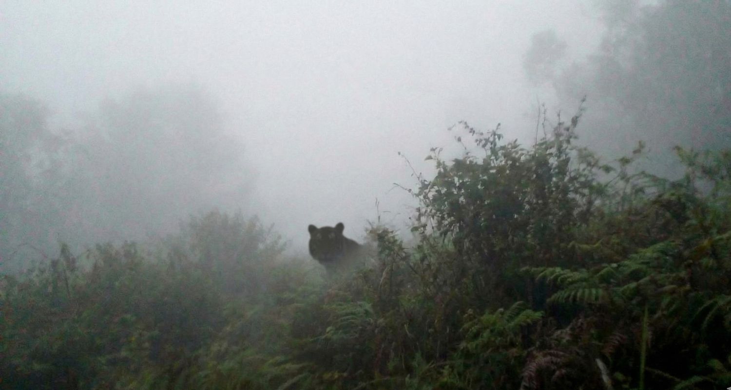 Siluet hitam seekor harimau muncul di balik semak-semak dalam kondisi hutan yang berkabut tebal.