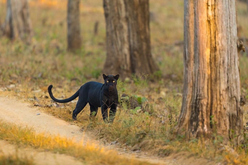 Macan kumbang dengan mata kuning tajam berdiri di jalan tanah dalam hutan.