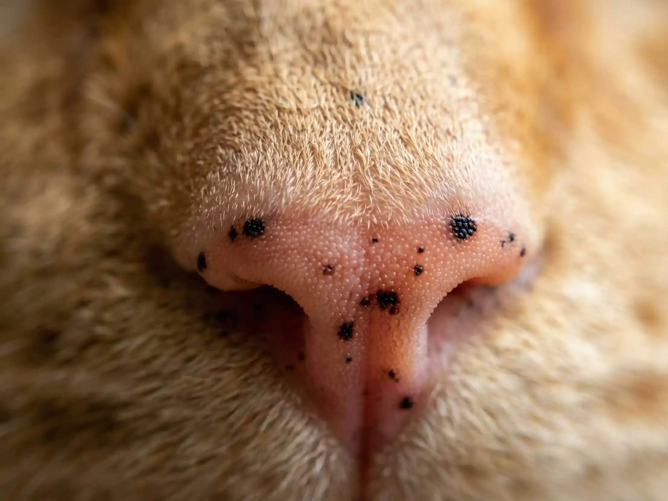 Makro foto bintik hitam "freckles" pada hidung pink kucing oranye.