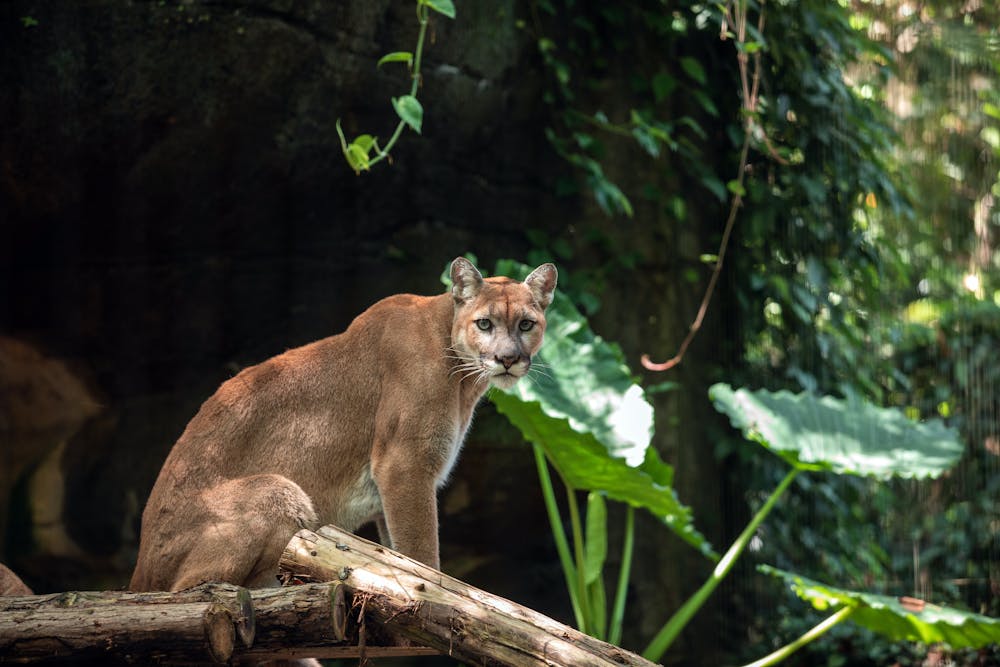 Cougar Puma dengan pose santai