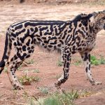 King cheetah dengan garis hitam khasnya