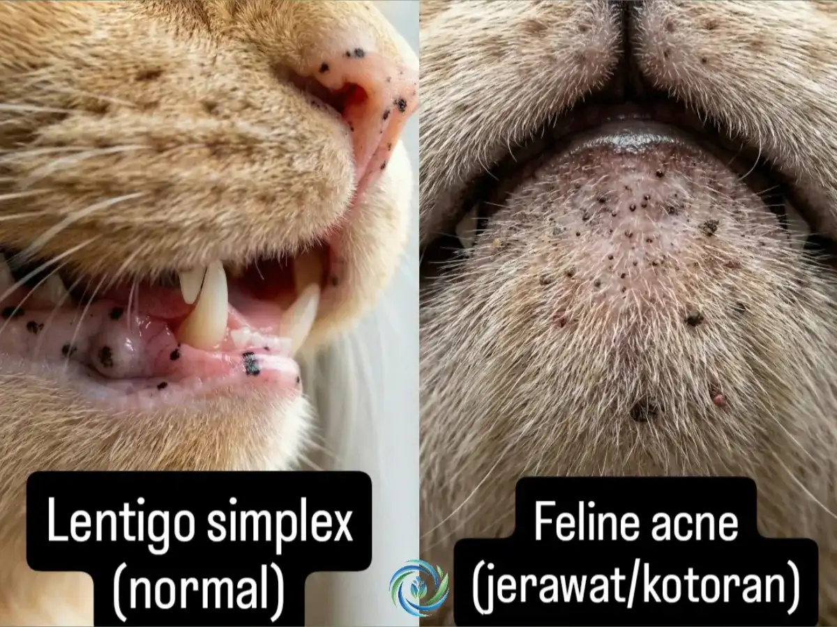 Infografis perbandingan bintik lentigo normal dan jerawat kucing (feline acne).