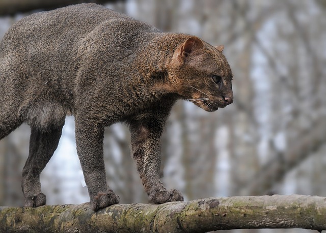 Seekor kucing liar Jaguarundi dengan tatapan tajam.