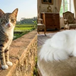 Perbandingan visual antara kucing kampung (domestik) di area persawahan dan kucing ras Persia putih di dalam ruangan mewah.