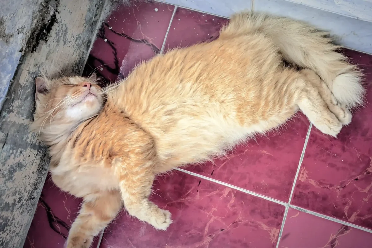 Kucing oren tidur di lantai