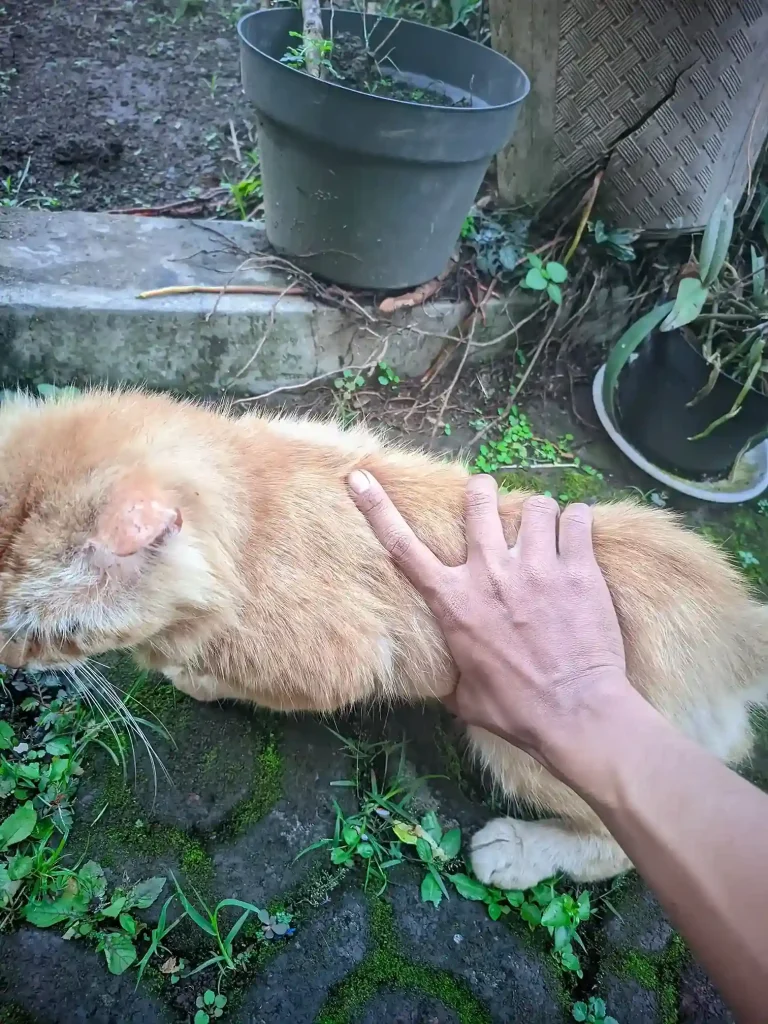 Kucing oren saat di sentuh area perut