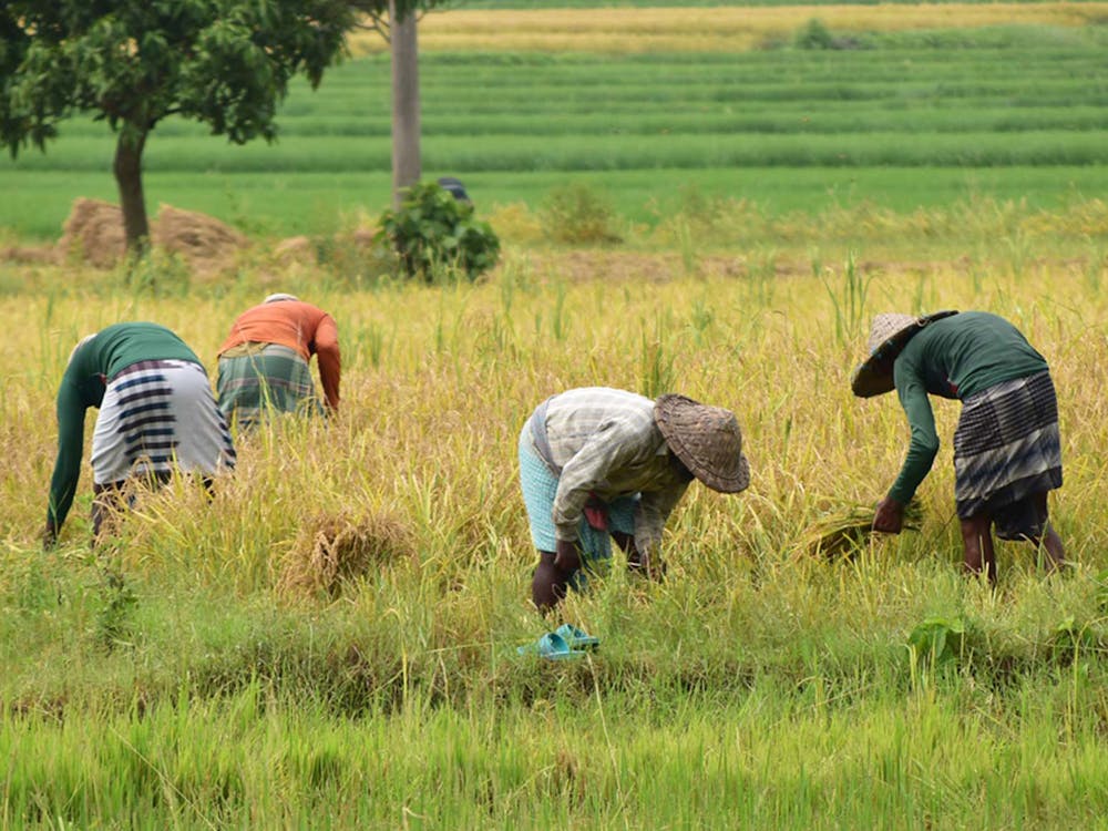 Petani saat panen di sawah