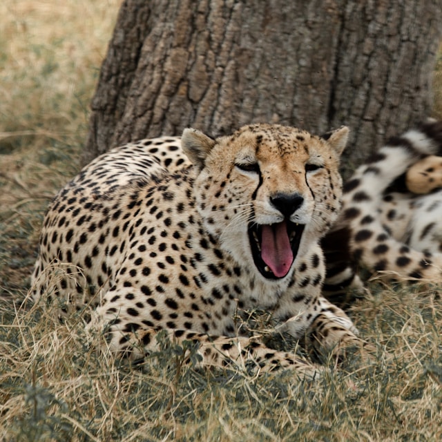 Citah membuka mulutnya