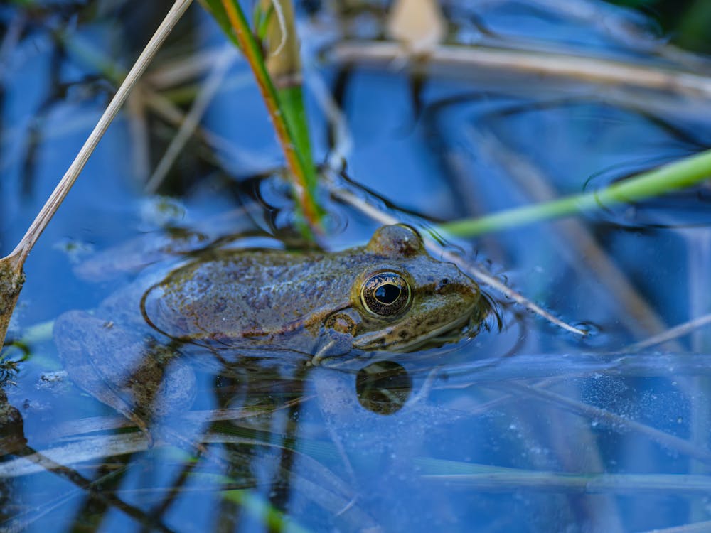 Katak berendam di air