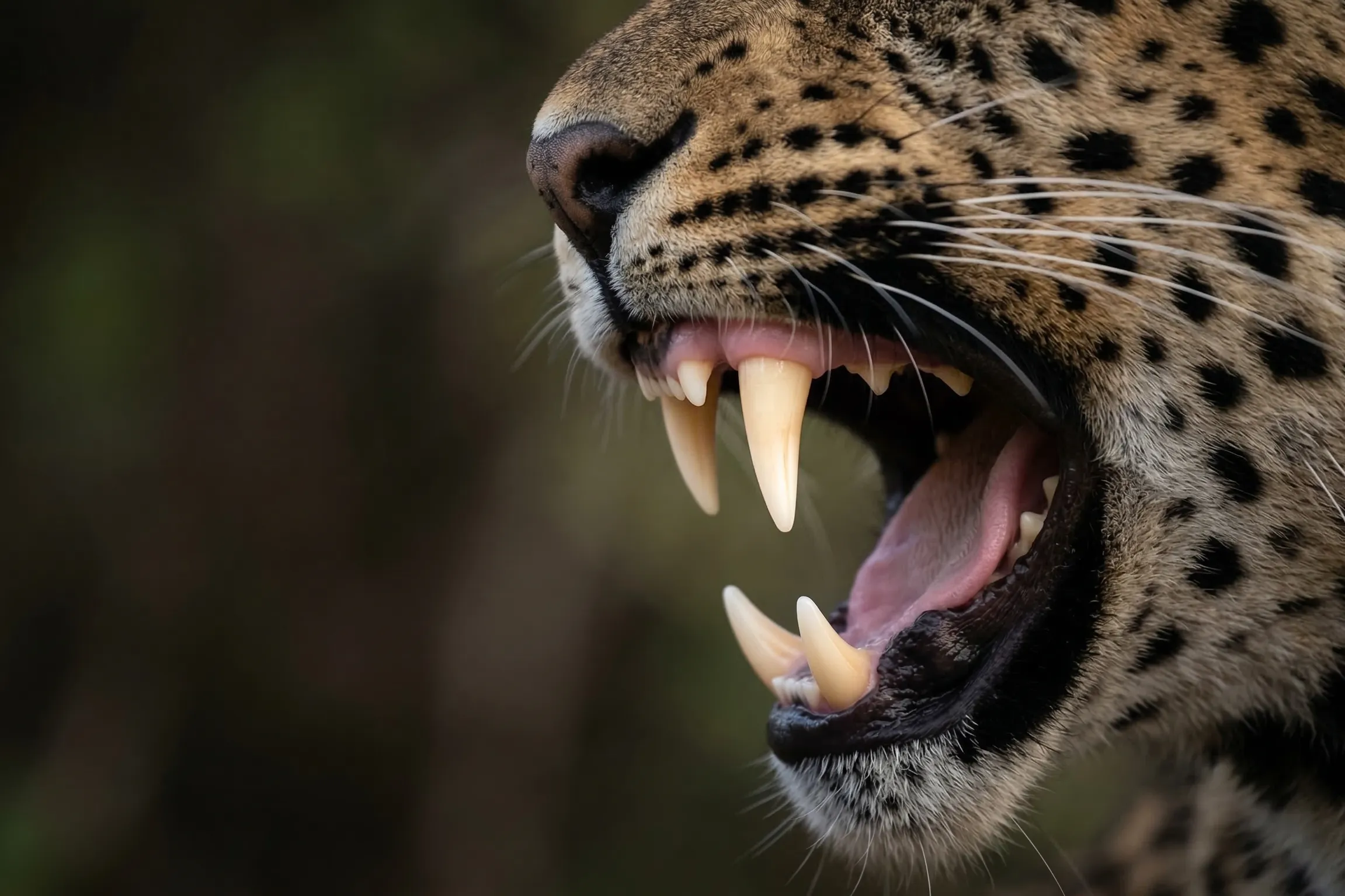 Close-up rahang macan tutul yang terbuka lebar (ilustrasi)