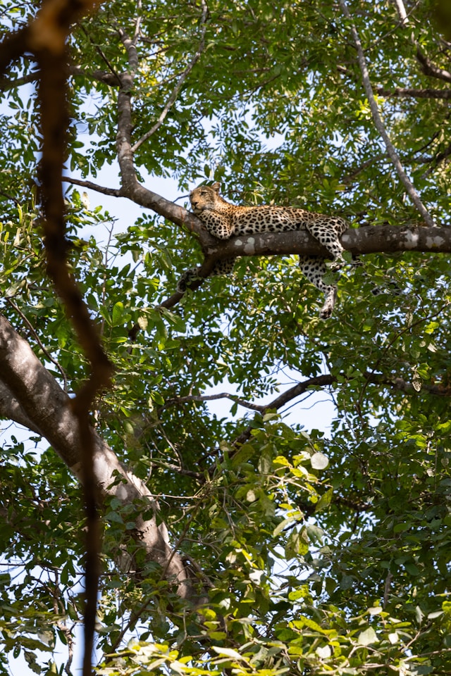 Macan tutul santai di atas dahan pohon tinggi.