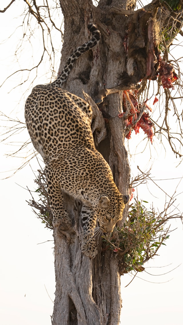 Seekor macan tutul turun dari pohon.
