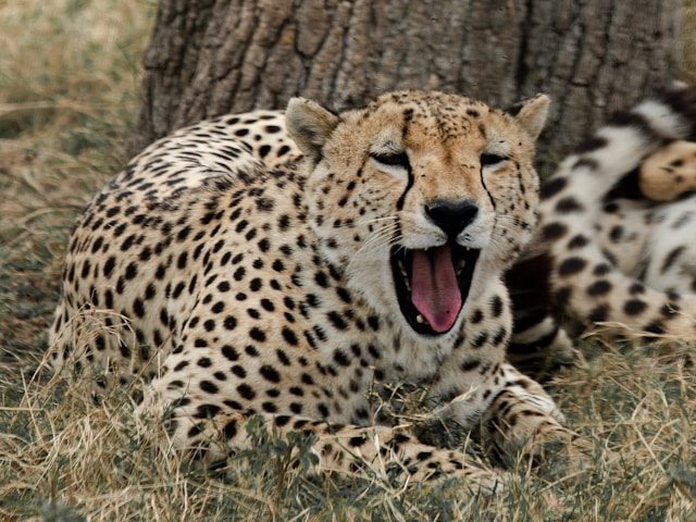 Citah membuka mulutnya