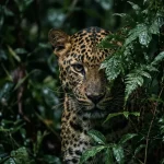 cara macan tutul jawa hidup