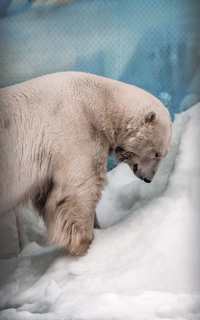 Beruang Kutub Yang Megah Di Habitat Es