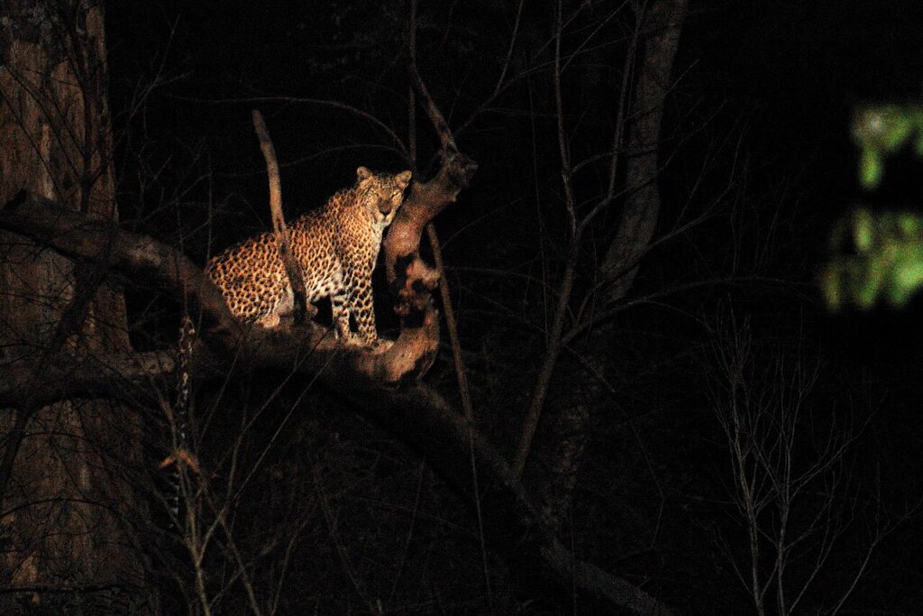 Leopard di malam hari