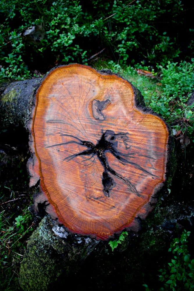 Close-up of Tree Log with Visible