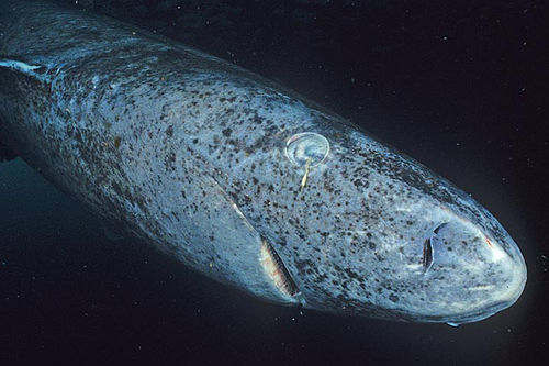 Somniosus microcephalus with Ommatokoita